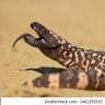 angrygilamonster