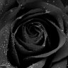 Chrxiangrey1