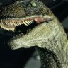 Velociraptor